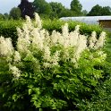 Aruncus dioicus